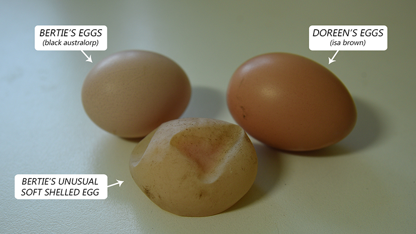 Soft shelled egg